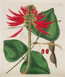 Botanisch Tijdschrift, 1787-1833