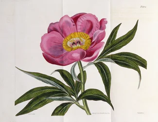 Illustratie, Nummer 2264, uit "The Botanical Magazine", 1787-1826