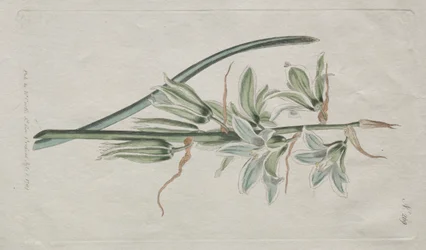 Het Botanische Tijdschrift of Bloementuin Getoond: Ster van Bethlehem