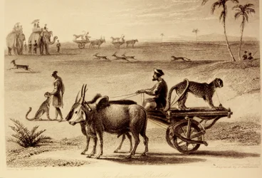 De jachtluipaarden