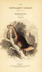 Sulawesi beermaki, Ailurops ursinus (gravure)