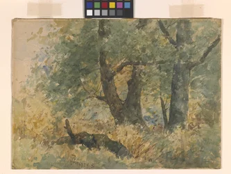 Boslandschap