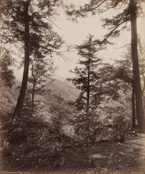Klifzicht door de bomen