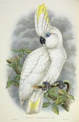 Blauwoogige kaketoe