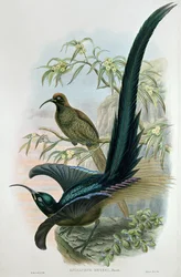 Epimachus Meyeri