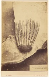 [Fossiel van een crinoïde].