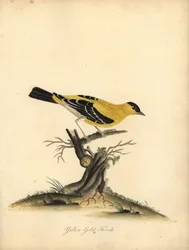 Amerikaanse distelvink, Carduelis tristis. Handgekleurde kopergravure van een illustratie door William Hayes uit Portretten van Zeldzame en Curieuze Vogels uit de Menagerie van Osterly Park.