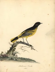 Baltimore troepiaal, Icterus galbula. Handgekleurde kopergravure van een illustratie door Matilda Hayes uit William Hayes