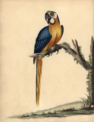 Blauwe en gele ara, Ara ararauna. Handgekleurde kopergravure van een illustratie door William Hayes uit Portretten van Zeldzame en Curieuze Vogels uit de Menagerie van Osterly Park, Londen: Bulmer