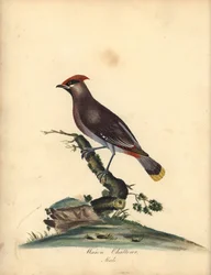 Pestvogel, Bombycilla garrulus. (Pestvogel, Ampelis garrulus) Handgekleurde kopergravure naar een illustratie van A. (Ann) Hayes uit William Hayes
