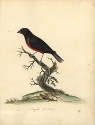 Kastanjebuik zaadvink, Oryzoborus angolensis. Handgekleurde kopergravure van een illustratie door William Hayes uit Portretten van Zeldzame en Curieuze Vogels uit de Menagerie van Osterly Park, Londen