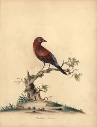 Gewone grenadier, Uraeginthus granatinus, inheems in Afrika. Handgekleurde kopergravure van een illustratie door William Hayes uit Portretten van Zeldzame en Curieuze Vogels uit de Menagerie van Osterly Park, Londen