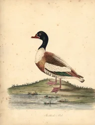 Bergeend, Tadorna tadorna. Handgekleurde kopergravure van een illustratie door William Hayes uit Portretten van Zeldzame en Curieuze Vogels uit de Menagerie van Osterly Park, Londen