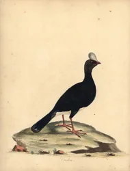 Gehoornde currasow, Pauxi unicornis. Bedreigd. Handgekleurde kopergravure van een illustratie door William Hayes uit Portretten van Zeldzame en Curieuze Vogels uit de Menagerie van Osterly Park
