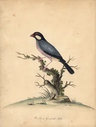 Javaanse mus, Lonchura oryzivora. Handgekleurde kopergravure van een illustratie door William Hayes uit Portretten van zeldzame en curieuze vogels uit de Menagerie van Osterly Park, Londen: Bulmer