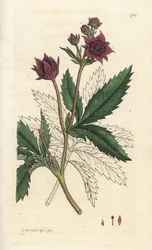 Moerasvijfvingerkruid, Comarum moeras. Handgekleurde kopergravure door James Sowerby uit James Smith