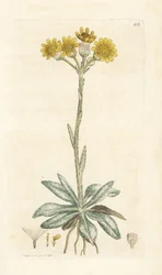 Bergvlooienkruid, Tephroseris integrifolia