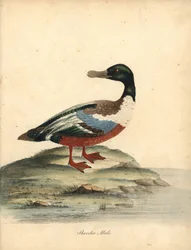Slobeend, Anas clypeata, mannetje. Handgekleurde kopergravure van een illustratie door William Hayes uit Portretten van Zeldzame en Curieuze Vogels uit de Menagerie van Osterly Park, Londen