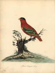 Roodnek lori, Lorius domicella. Bedreigd. Handgekleurde kopergravure van een illustratie door William Hayes uit Portretten van Zeldzame en Curieuze Vogels uit de Menagerie van Osterly Park, Londen