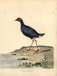 Purperkoet