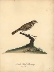 Roodbekwever, Quelea quelea, vrouwtje. Handgekleurde kopergravure van een illustratie door William Hayes uit Portretten van Zeldzame en Curieuze Vogels uit de Menagerie van Osterly Park, Londen