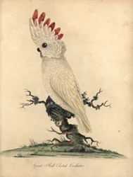 Molukkenkaketoe, Cacatua moluccensis. (Grote roodkuifkaketoe) Kwetsbaar. Handgekleurde kopergravure naar een illustratie van William Hayes uit 