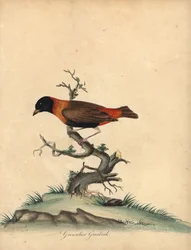 Zuidelijke rode bisschop, Euplectes orix. Handgekleurde kopergravure van een illustratie door William Hayes uit Portretten van Zeldzame en Curieuze Vogels uit de Menagerie van Osterly Park
