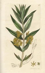Gevlekte wederik, Lysimachia thyrsiflora. Handgekleurde kopergravure door James Sowerby uit James Smith