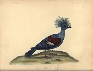Westelijke gekroonde duif, Goura cristata. Kwetsbaar. Handgekleurde kopergravure van een illustratie door William Hayes uit Portretten van Zeldzame en Curieuze Vogels uit de Menagerie van Osterly Park, Londen