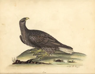 Zeearend, Haliaeetus albicilla (Erne, Aquila albicilla). Handgekleurde kopergravure van een illustratie door William Hayes en zijn dochter M. (Matilda), uit 