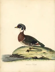 Carolina-eend, Aix sponsa. Handgekleurde kopergravure van een illustratie door William Hayes uit Portretten van Zeldzame en Curieuze Vogels uit de Menagerie van Osterly Park, Londen: Bulmer