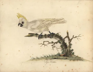 Geelkuifkaketoe, Cacatua sulphurea. Ernstig bedreigd. (Kleine geelkuifkaketoe) Handgekleurde kopergravure naar een illustratie van William Hayes uit Portraits of Rare and Curious Birds from the Menagery of Osterly Park.