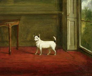 Portret van een Jack Russell Terriër (in Regency Interieur) 1814