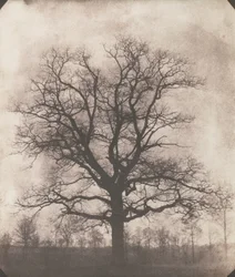 Een eik in de winter, ca. 1892-93