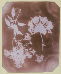 Twee plantenspecimens