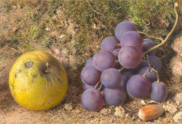 Appel, Druiven en een Hazelnoot