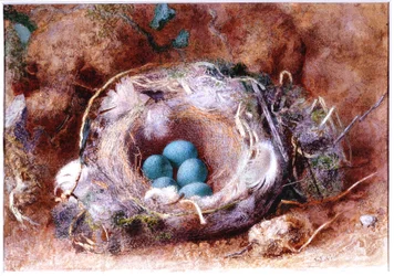 Vogelnest