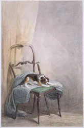 Studie van een hond op een stoel