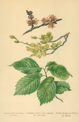 Bloemen, fruit en bladeren van de iep