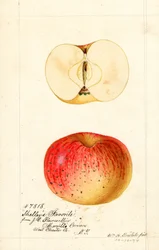 Shelleys favoriete appels (Malus domestica) (aquarel)
