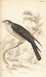 Afrikaanse koekoekshavik of koekoeksvalk, Aviceda cuculoides