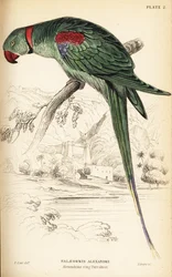 Alexandrijnse parkiet of Alexandrijnse papegaai, Psittacula eupatria