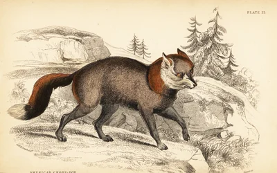 Amerikaanse kruisvos, Vulpes vulpes