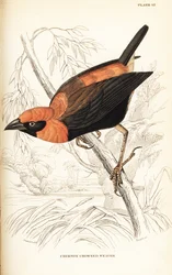 Zwartvleugelige rode bisschop, Euplectes hordeaceus (Karmozijngekroonde wever, Euplectes flammiceps)