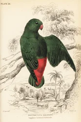 Blauwgekroonde hangpapegaai, Loriculus galgulus