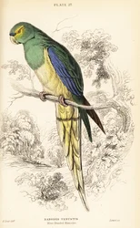 Blauwvleugelparkiet, Neophema chrysostoma