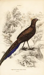 Bronzen pauwfazant of Sumatraanse pauwfazant