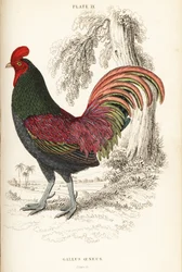 Gebronsde haan van Sumatra, Gallus aeneus