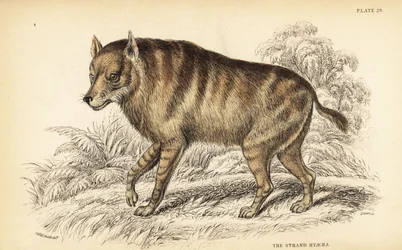 Bruine hyena of strandwolf, Hyaena brunnea