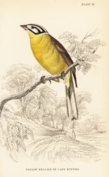 Kaapse gors, Emberiza capensis (Geelbuikgors, Fringillaria capensis)